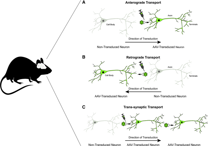Figure 1