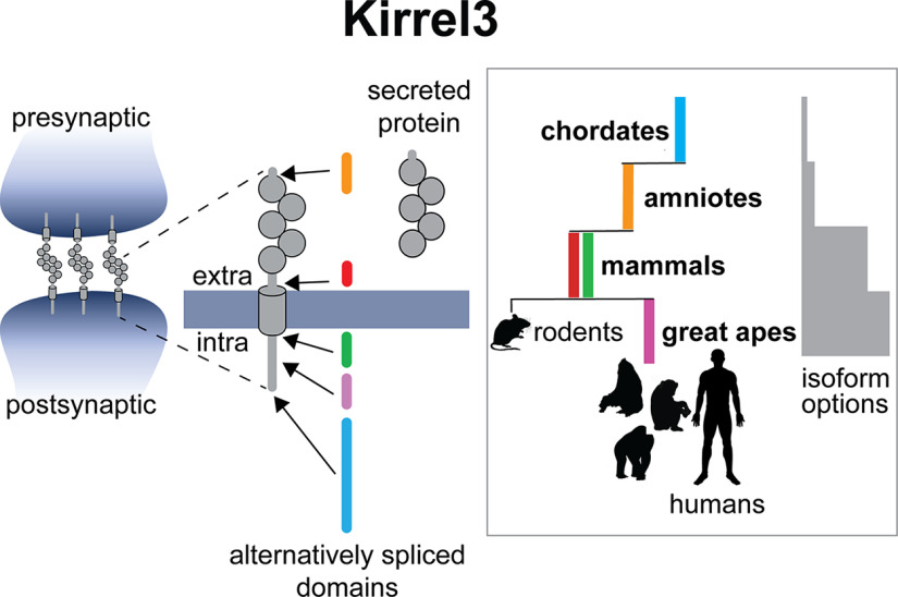 graphic file with name ENEURO.0253-23.2023_f007.jpg