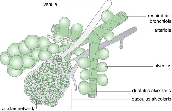 graphic file with name 978-90-313-9630-6_3_Fig3_HTML.jpg