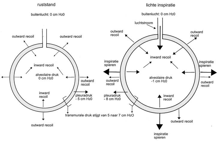 graphic file with name 978-90-313-9630-6_3_Fig4_HTML.jpg