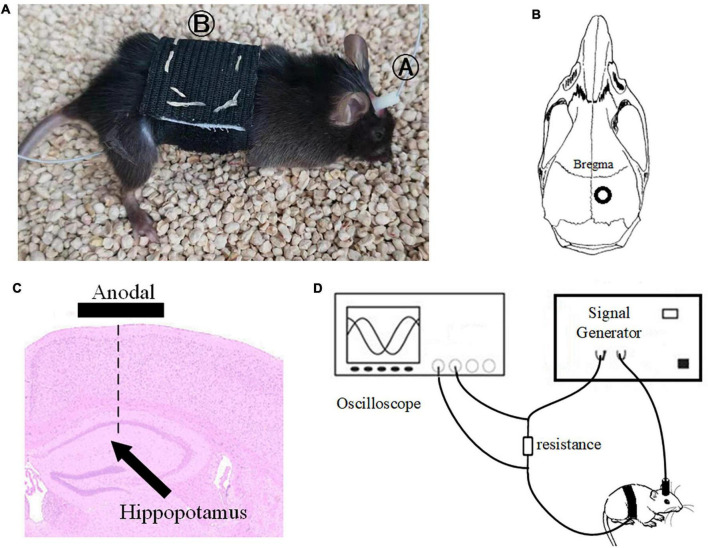 FIGURE 2