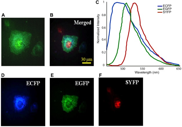 Fig. 2.