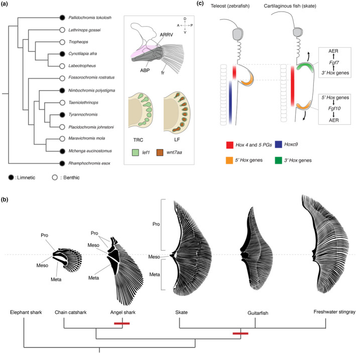 FIGURE 3