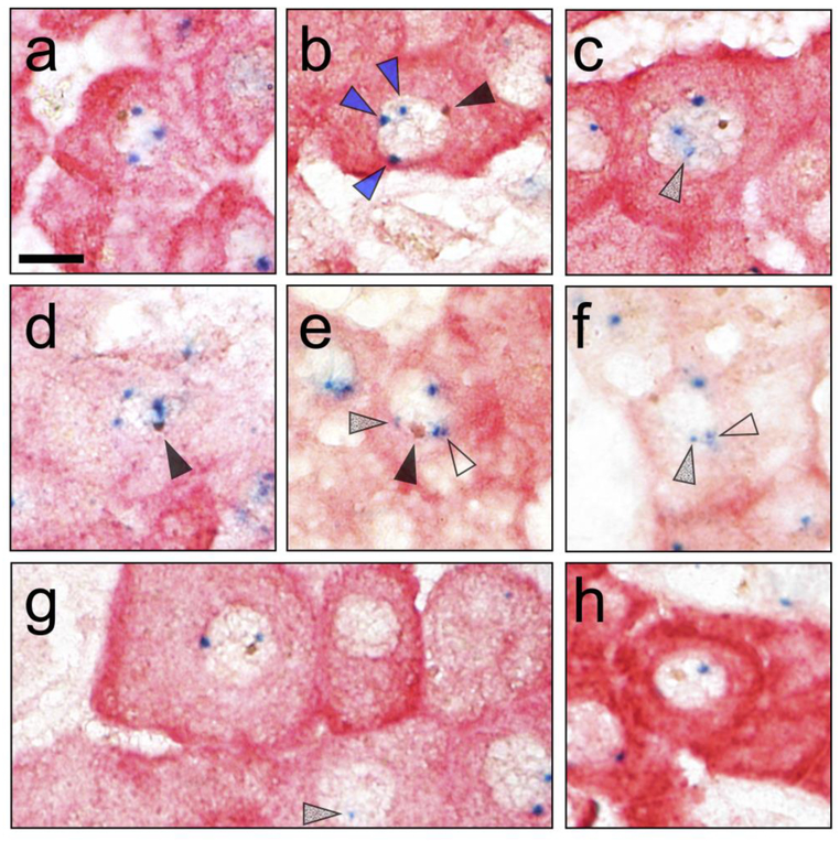 Fig.1