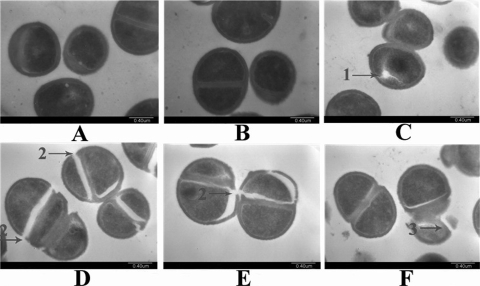 Fig. 10.