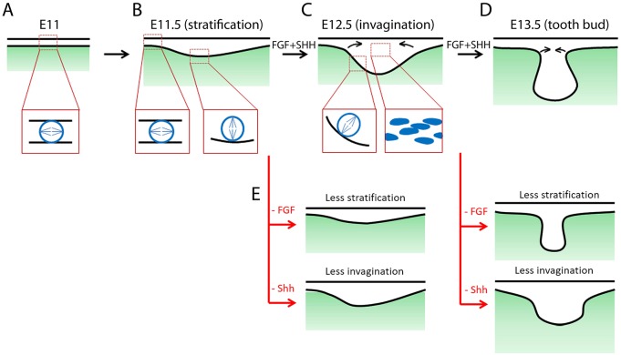 Fig. 8.