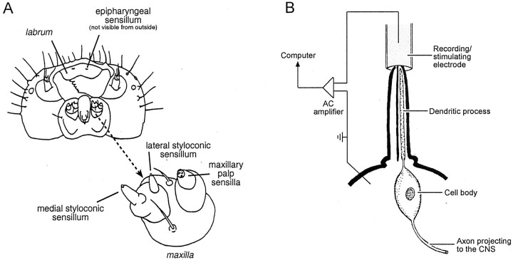 Fig. 1.