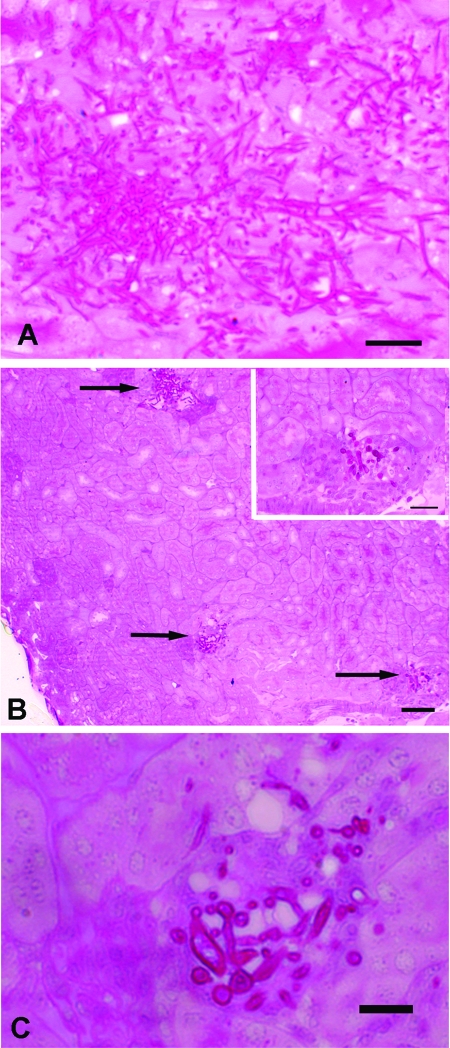 FIG. 6.