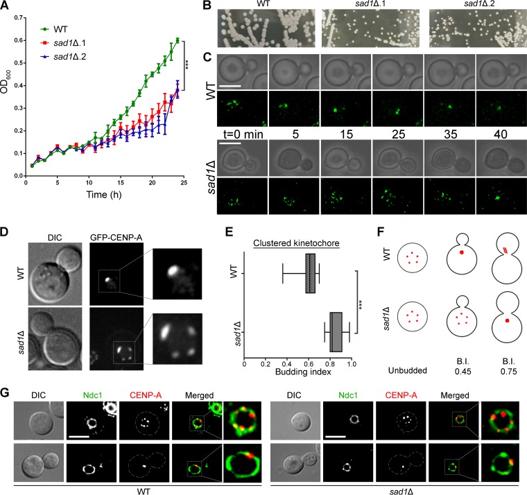 FIG 3 