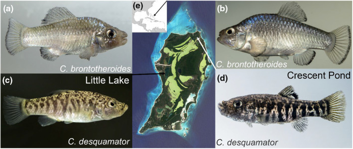 FIGURE 1