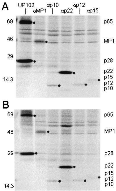 FIG. 6.