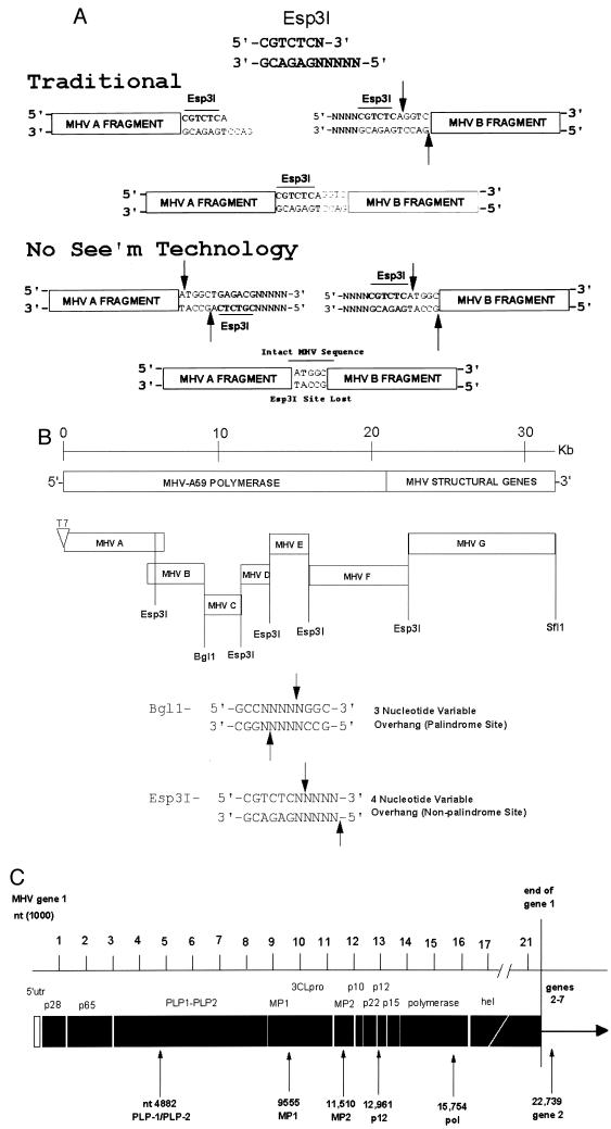 FIG.1.