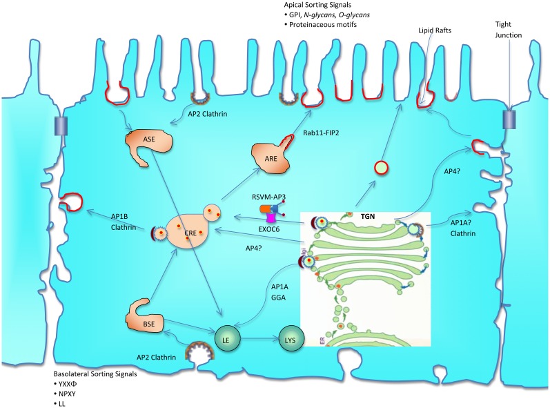 Fig 6