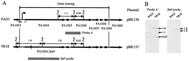 FIG. 1.