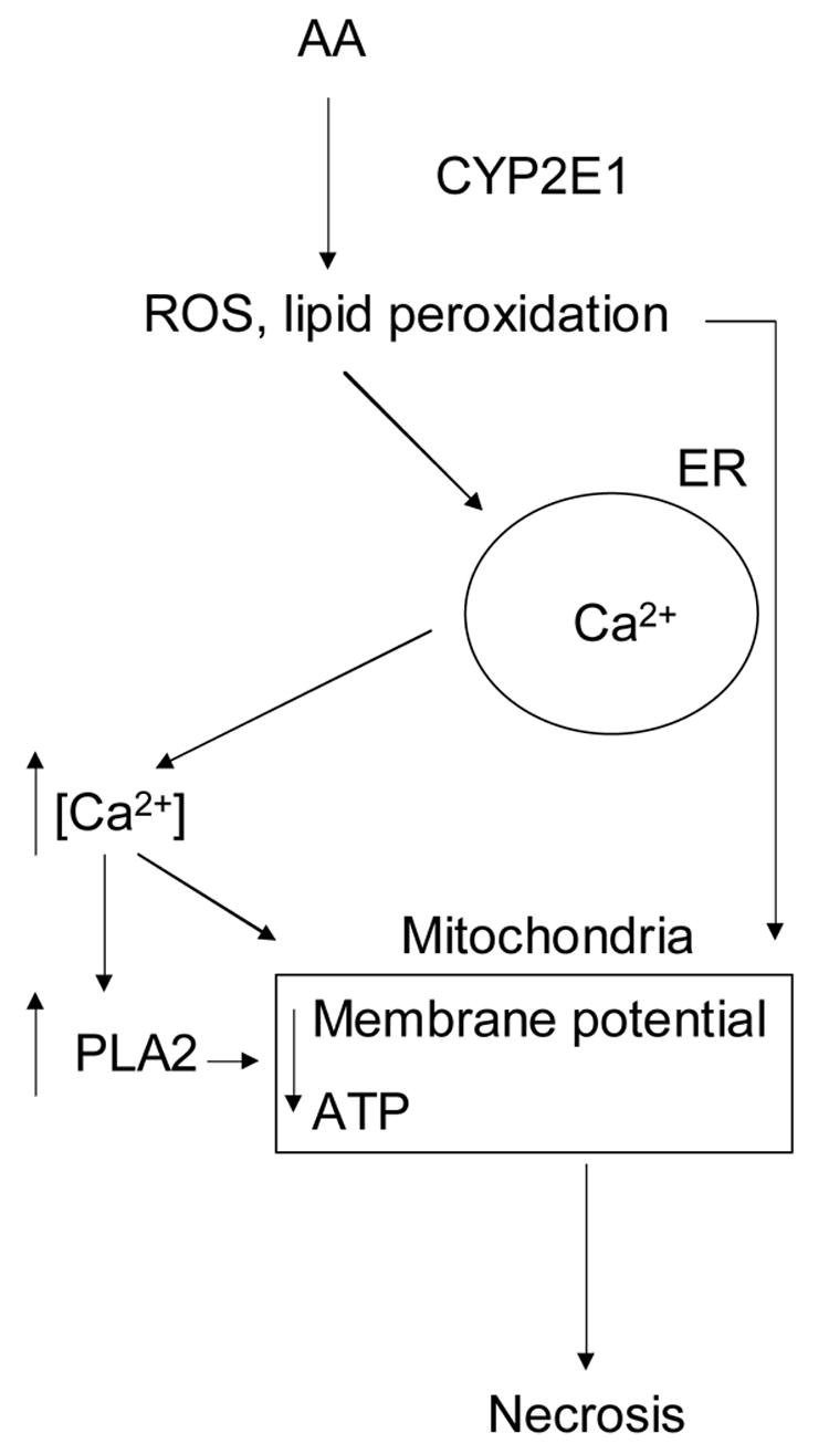 Fig. 8