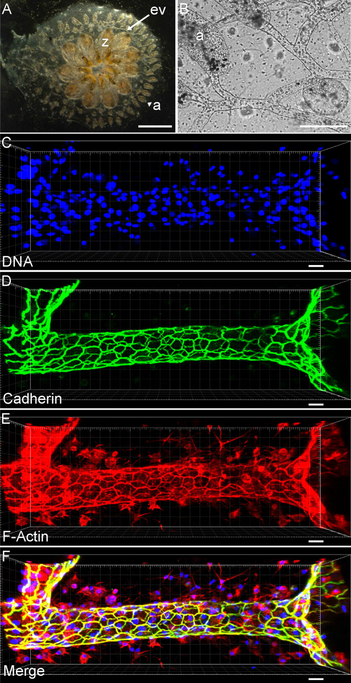 FIGURE 1: