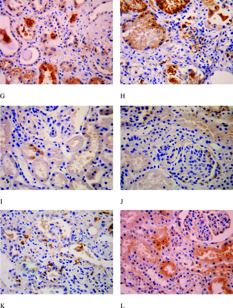 Supplementary Figure 1