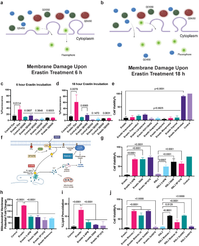 In Vivo Imaging Of Ferroptosis Through Nanodynamic Changes In Lipid 