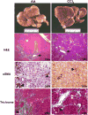 Fig.1