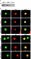 FIG.4.