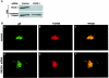 FIG. 3.