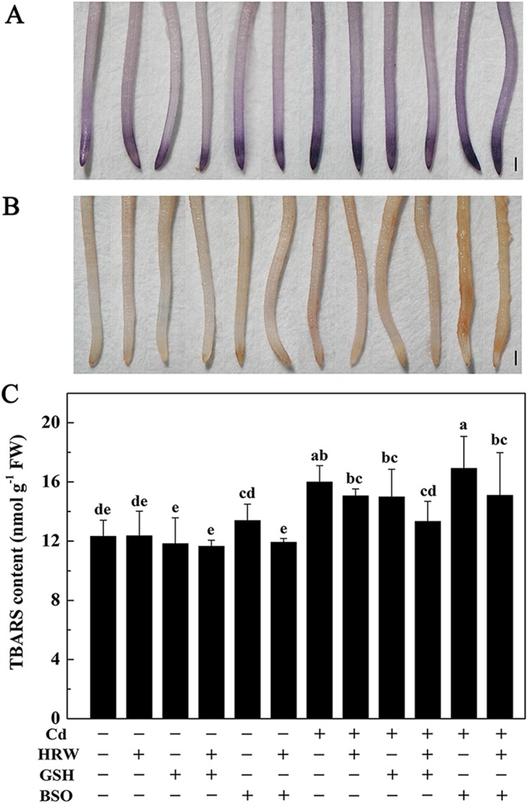 Fig 5