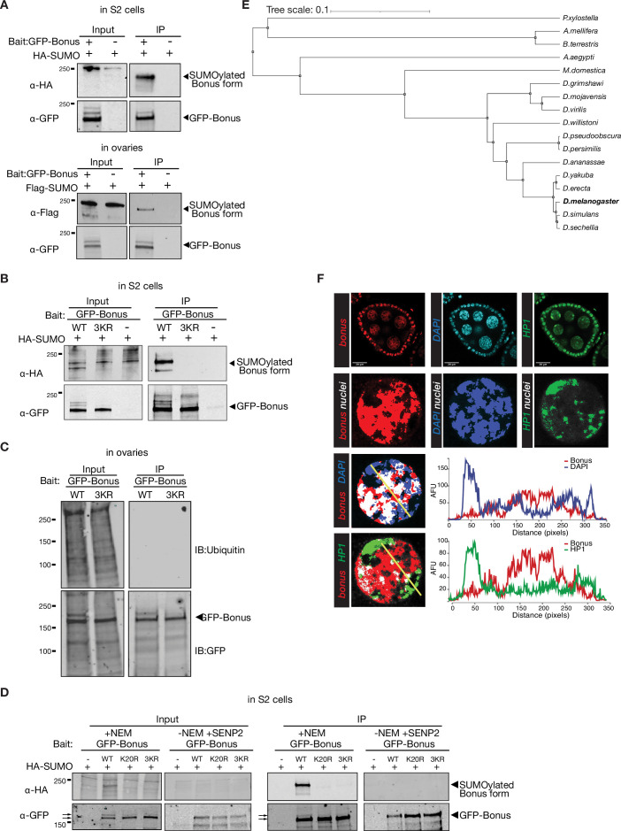 Figure 5—figure supplement 1.