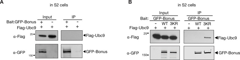 Figure 6—figure supplement 1.