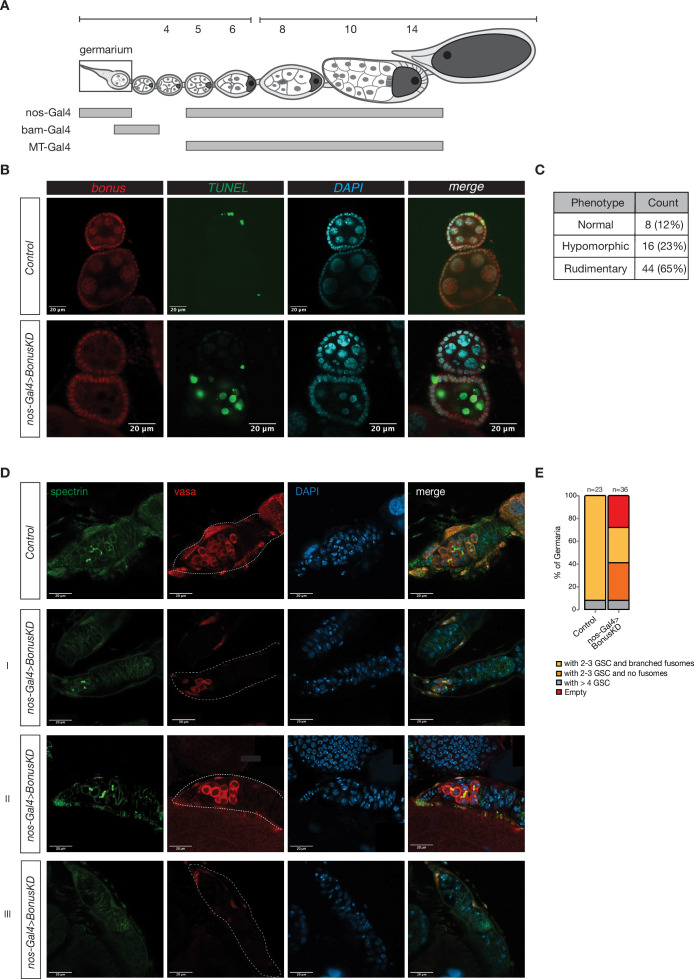 Figure 1—figure supplement 1.