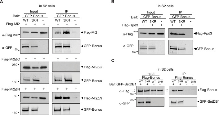 Figure 5—figure supplement 2.