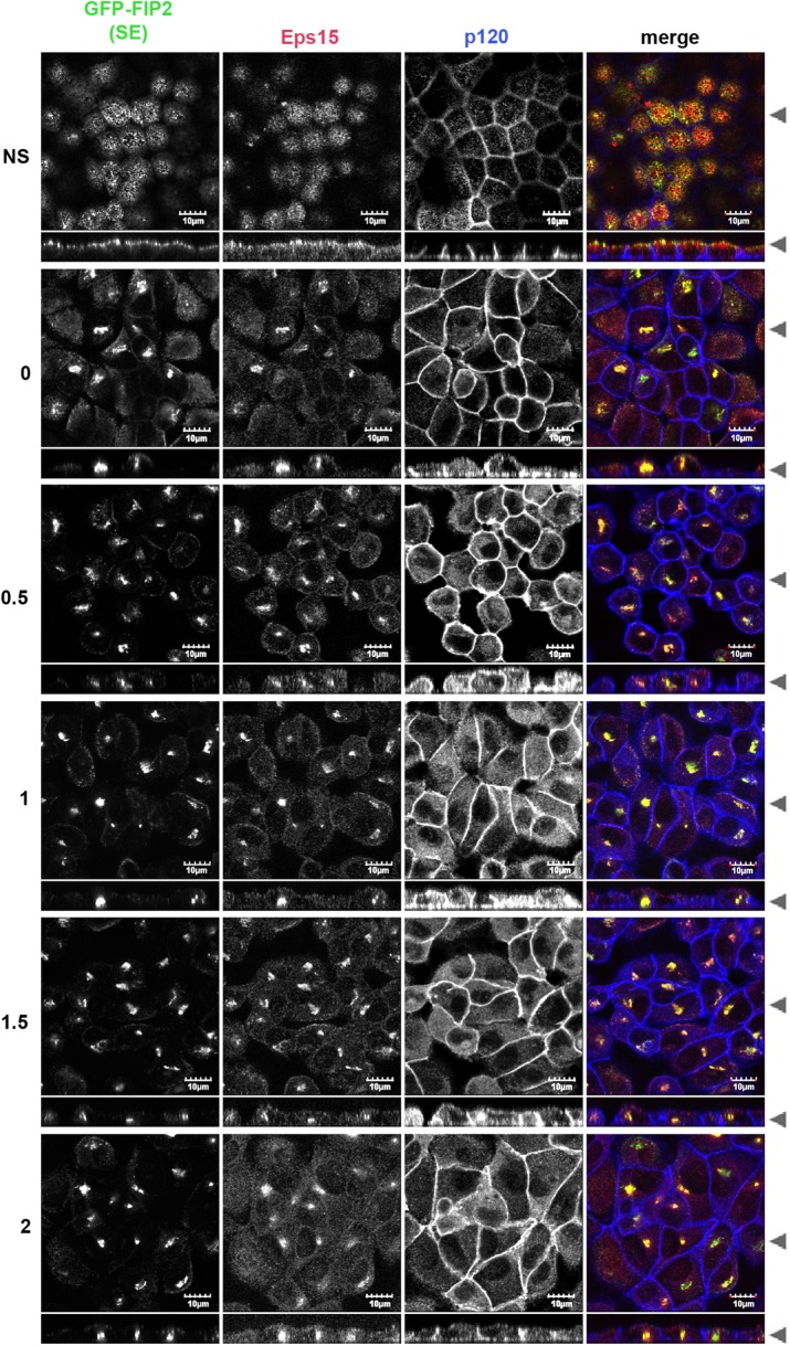 FIGURE 4: