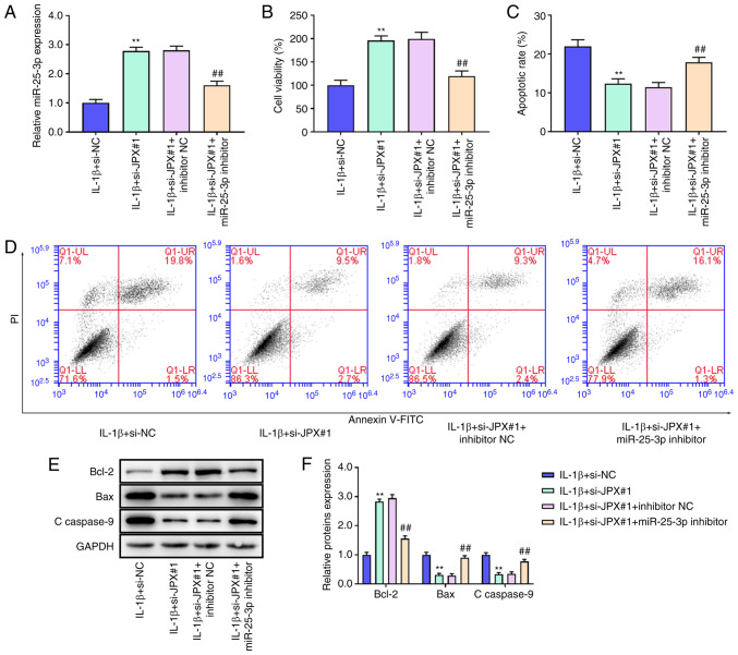 Knockdown Of Lncrna Jpx Suppresses Il-1β-stimulated Injury In 