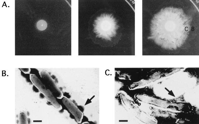 FIG. 5