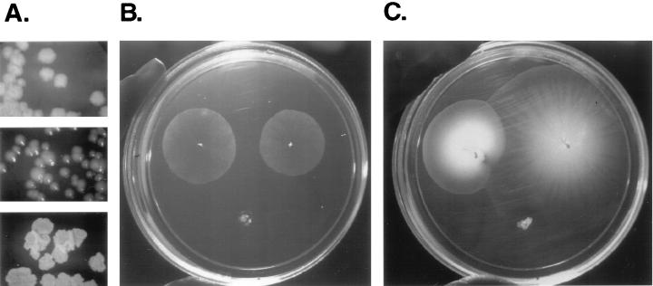 FIG. 4