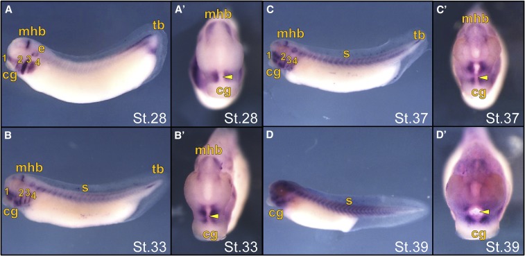 Figure 4