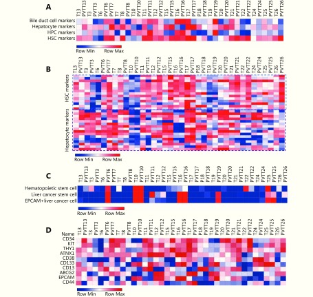 (A) Enrichment of gene signatures of bile duct cells (BDC), hepatocytes, hepatic progenitor cells (HPC), and hepatic stellate cells (HSC) in PVTTs and Ts by ssGSEA based on their gene expression profiles. (B) Expression of the genes included in gene signatures of different liver cells in PVTTs and Ts from the dataset GSE77509. (C) Enrichment of gene signatures of hematopoietic stem cells and cancer stem cells in PVTTs and Ts by ssGSEA. (D) Expression of the genes included in gene signatures of stem cells in PVTTs and Ts from the dataset GSE77509.