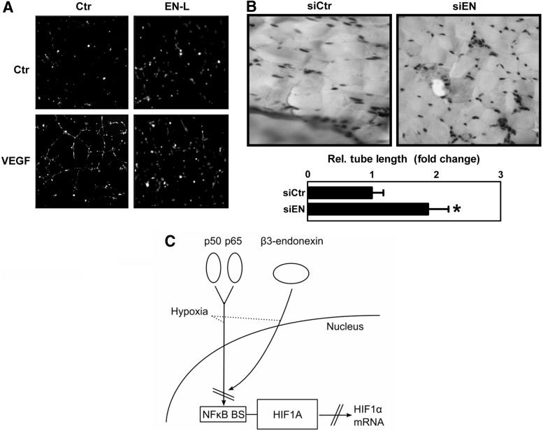 FIG. 9.