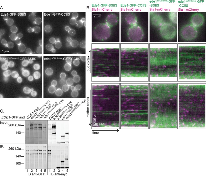 FIGURE 4: