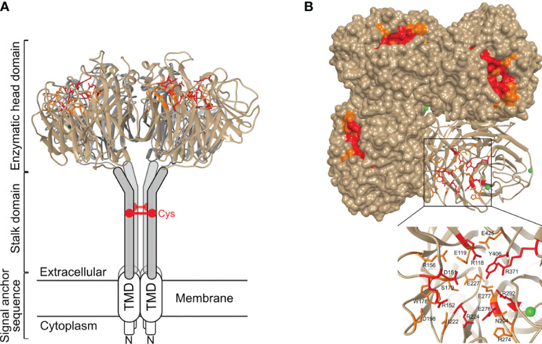 Figure 1