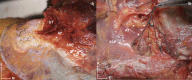 Fig. 4