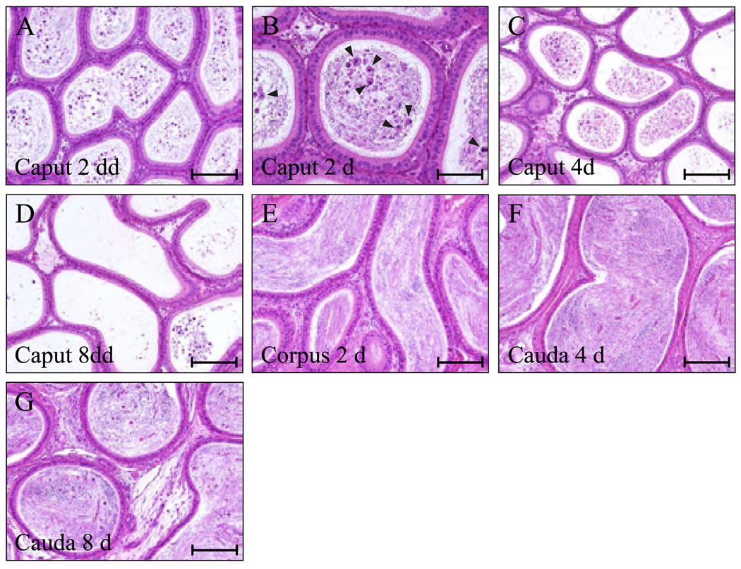 FIG. 8