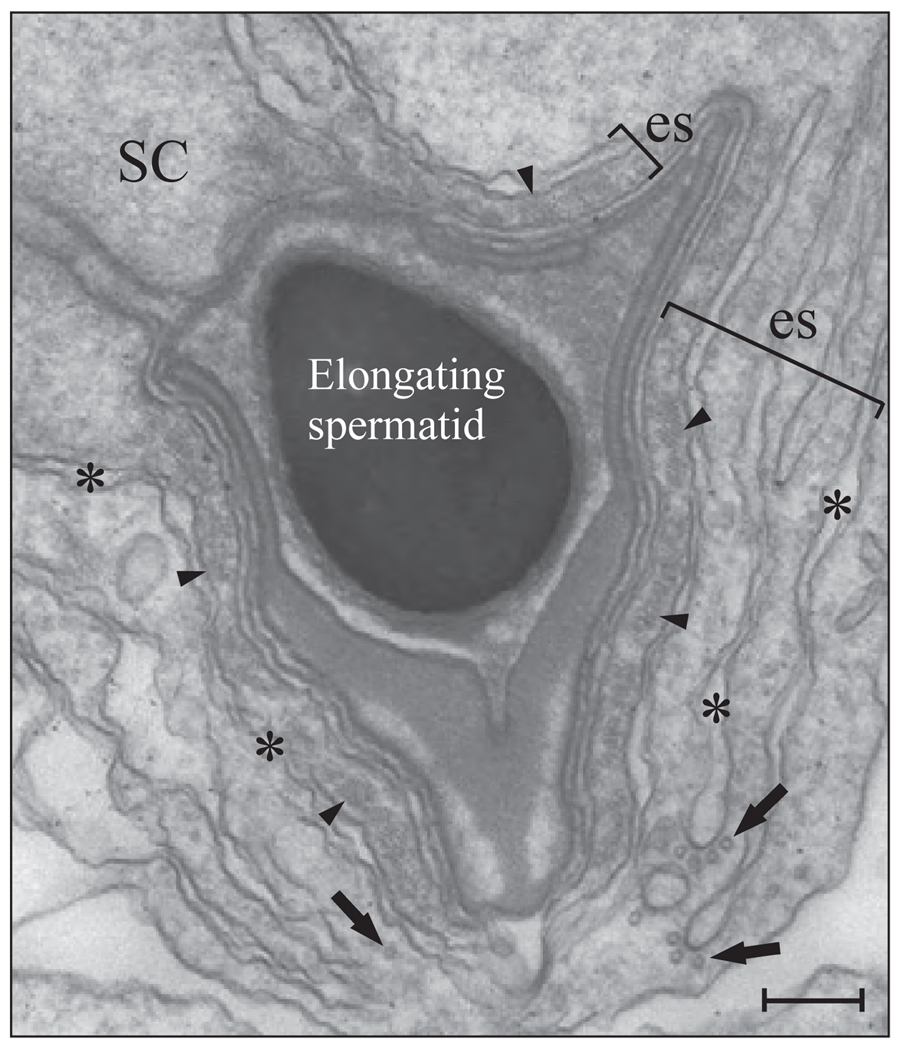 FIG. 6