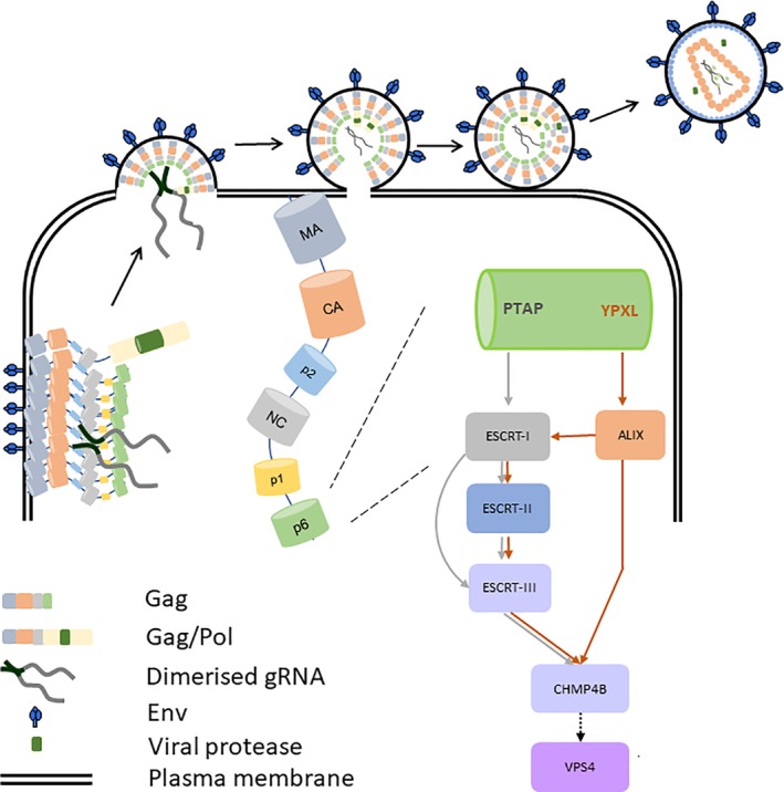 Figure 11