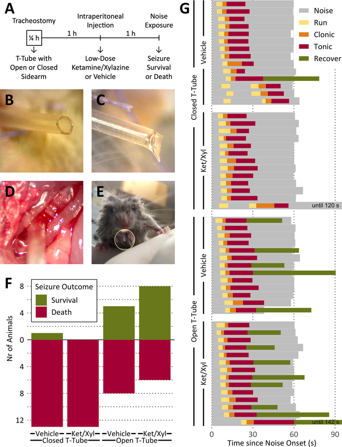 Tracheal implants in DBA/2J mice protect against death from audiogenic
seizures.