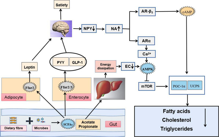 Figure 4