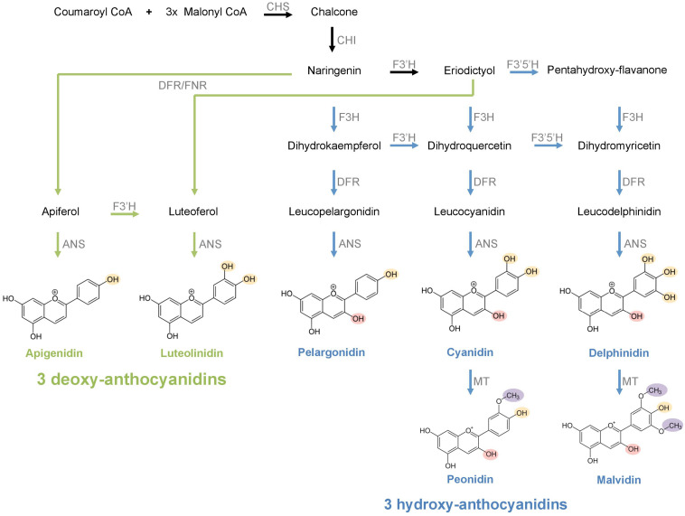 FIGURE 1