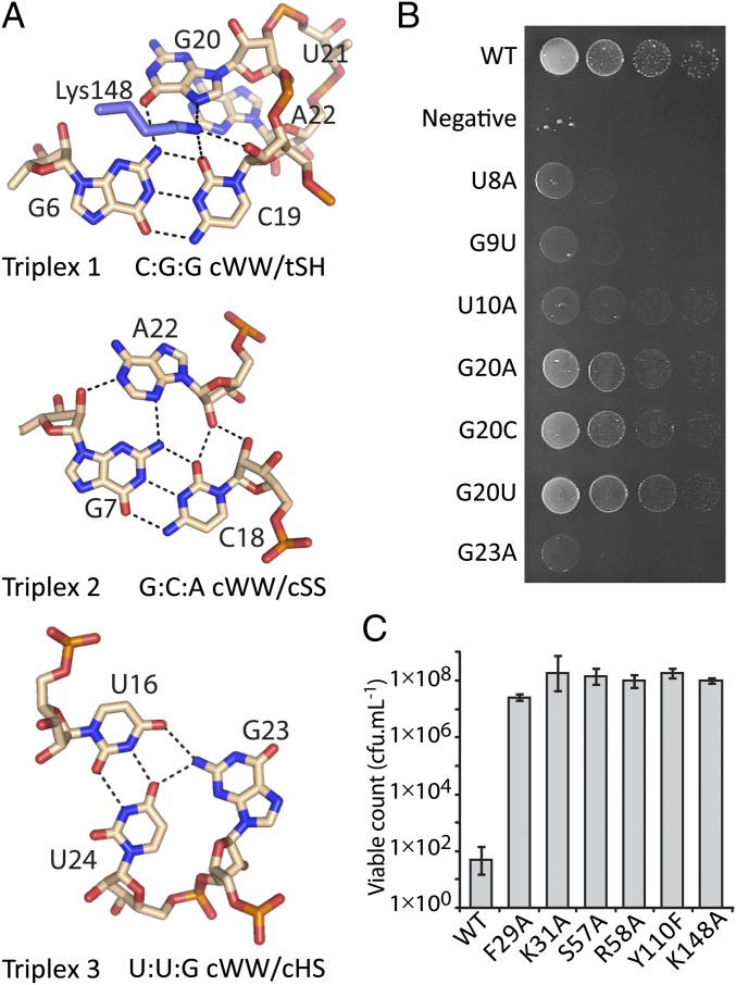 Fig. 7.