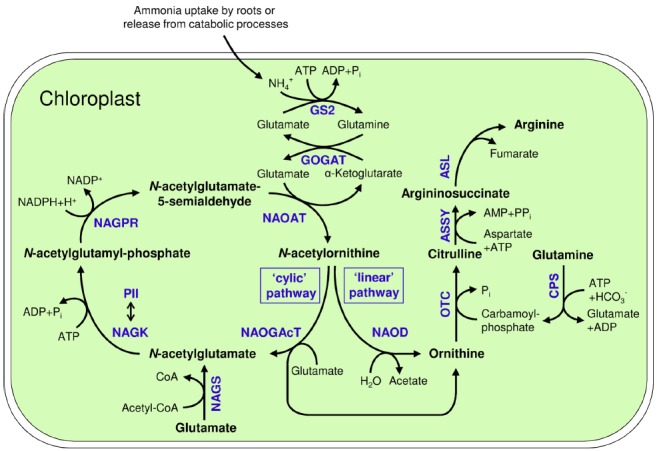 FIGURE 1