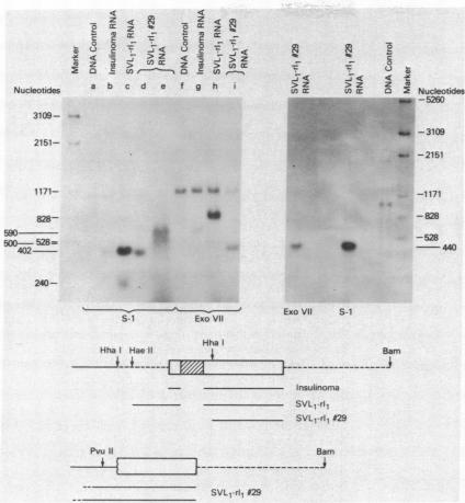 graphic file with name pnas00661-0197-a.jpg