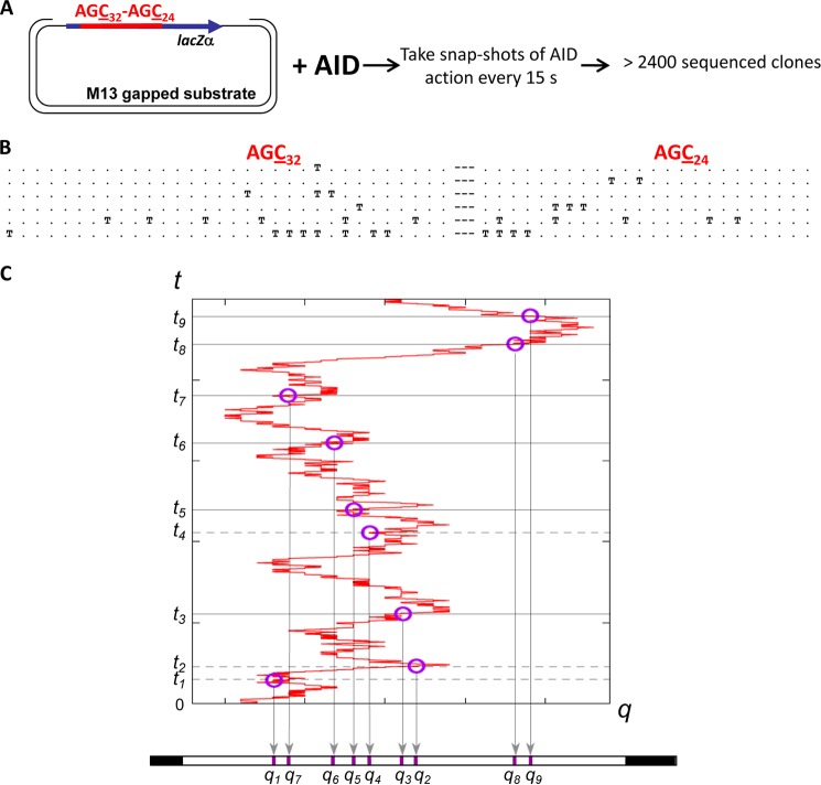 FIGURE 2.